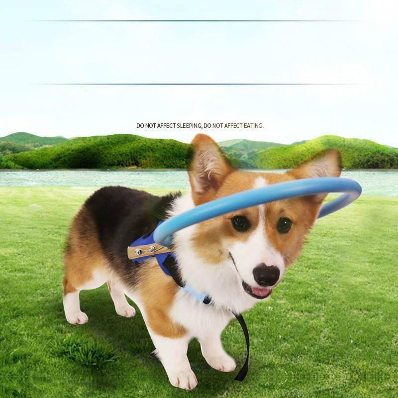 Halo Dog Collar with Protective Bumper Ring for Blind Mobility and Safety - Image 3