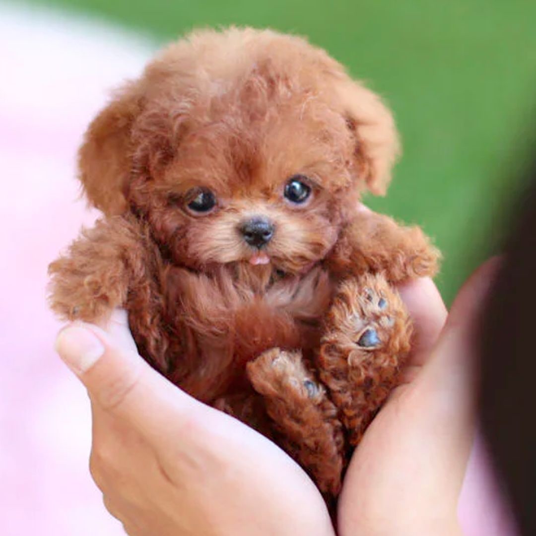 Realistic Dog Stuffed Animals with Soft Curly Fur and Plush Puppy Poodle Design - Image 3